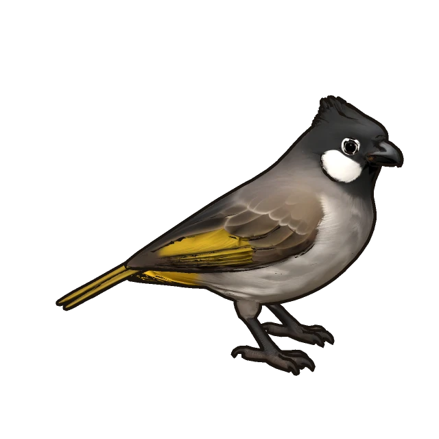 White-spectacled Bulbul perched, the 3D model from the game
