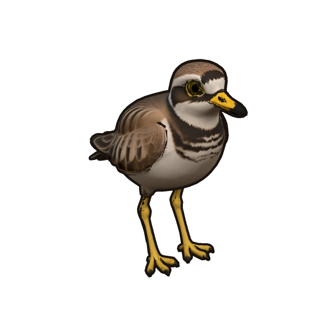Eurasian Stone-curlew perched, the 3D model from the game
